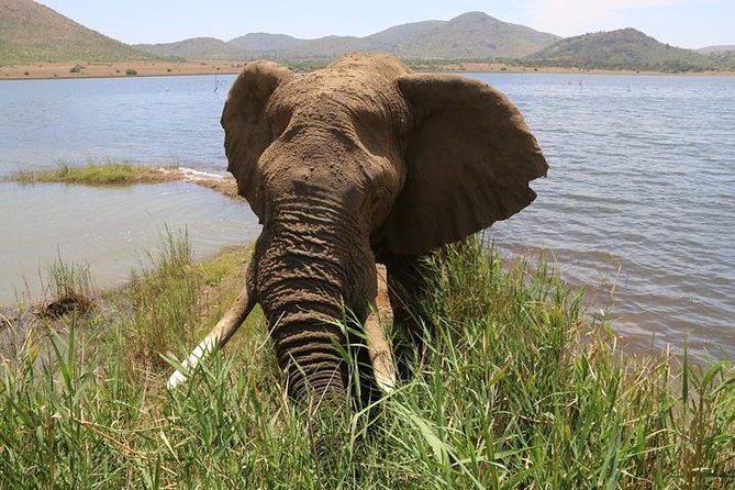 Pilanesberg Nature Reserve - Key things to know before booking