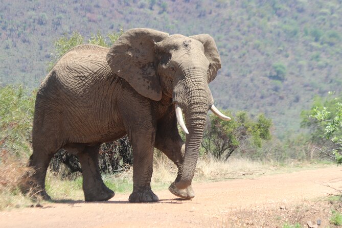 Pilanesberg Nature Reserve - Why Pilanesberg works well as a day safari