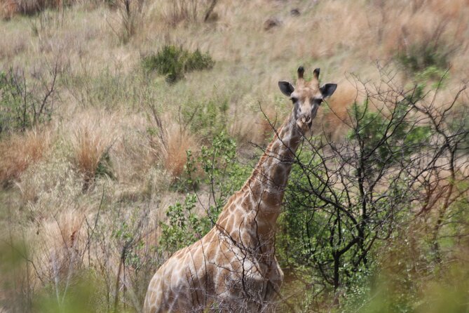 Pilanesberg Nature Reserve - What the Big Five search really feels like