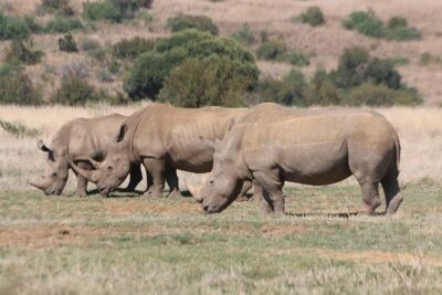 Pilanesberg Nature Reserve
