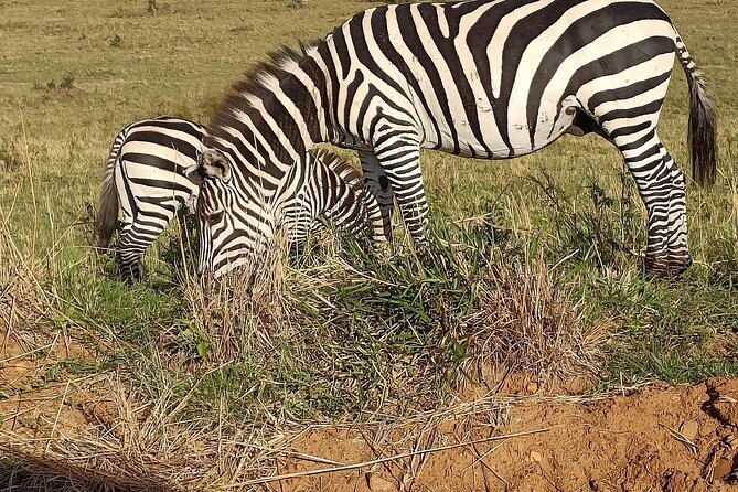Private 6-Days Tour Exploring in Amboseli & Nakuru National Park - Amboseli and the first view of Kilimanjaro