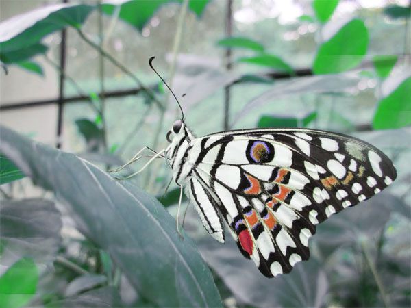 Private Bannerghatta National Park Day Excursion - What This Bannerghatta Trip Actually Offers