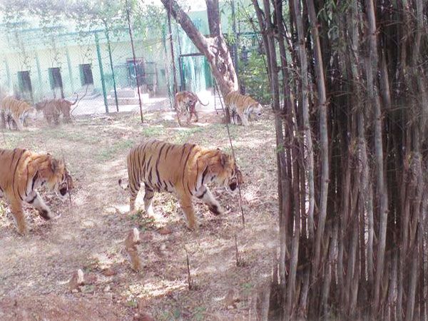 Private Bannerghatta National Park Day Excursion - Waiting for the Gates to Open