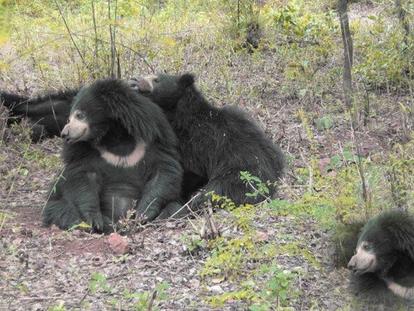Private Bannerghatta National Park Day Excursion - Bears, Tigers, and White Tigers