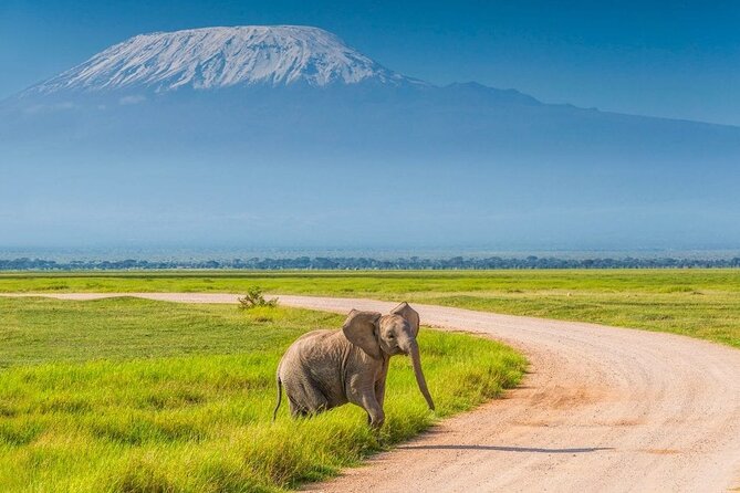 Private Day Tour Amboseli National Park, View Mt. Kilimanjaro 4<em>4 – Key points to know before booking’ /></p>
<ul>
<li><strong>Mount Kilimanjaro views depend on visibility:</strong> The mountain can appear across the park, but clouds and weather may hide its summit.</li>
<li><strong>Early pickup is essential:</strong> A 5:00 a.m. start helps you catch the sunrise and gives you more time in the park.</li>
<li><strong>Wildlife is the main reward:</strong> Amboseli is known for elephants, but you may also see lions, cheetahs, buffaloes, zebras, giraffes, hippos, ostriches, wildebeest, and many birds.</li>
<li><strong>Your guide matters:</strong> Julias, Peter, and Brian received especially warm praise for animal spotting, safe driving, patience, and local knowledge.</li>
<li><strong>The price has a clear extra:</strong> At $198 per person, transport, a safari vehicle, guide, water, and lunch are covered, but the park entrance fee is not.</li>
<li><strong>Bring snacks and extra water:</strong> The road day is long, and one lunch stop was described as a gas station after leaving the park.</li>
</ul>
<h2>Why Amboseli makes sense as a Nairobi day trip</h2>
<p><img width="669" height="446" decoding="async" src=