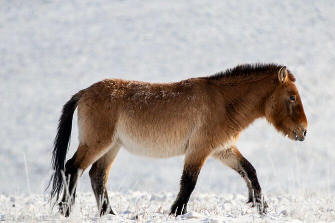 Private Day Tour in Hustai Nuruu National Park - Key points to know before you book