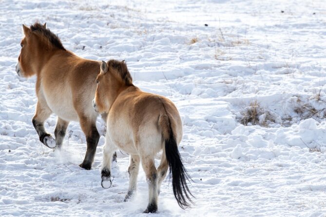 Private Day Tour in Hustai Nuruu National Park - Why Hustai Nuruu is worth the long day