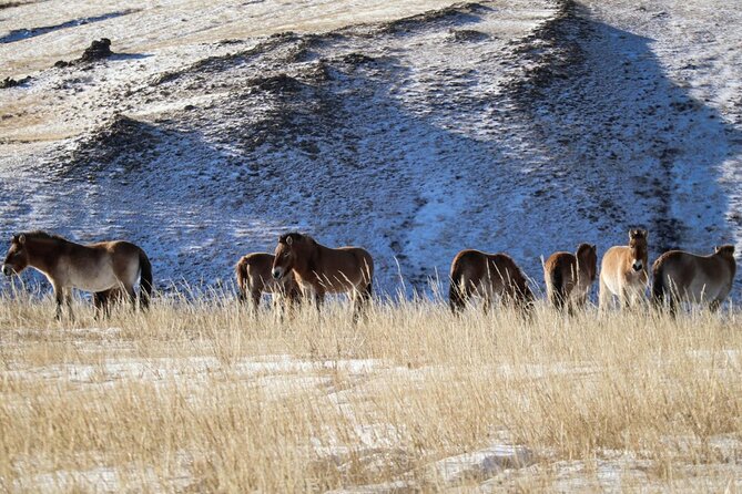 Private Day Tour in Hustai Nuruu National Park - Searching for takhi in the hills