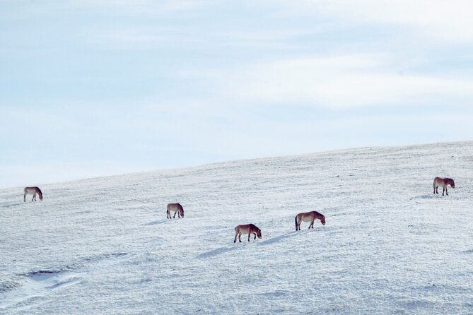 Private Day Tour in Hustai Nuruu National Park - Deer, birds, and marmots beyond the horses