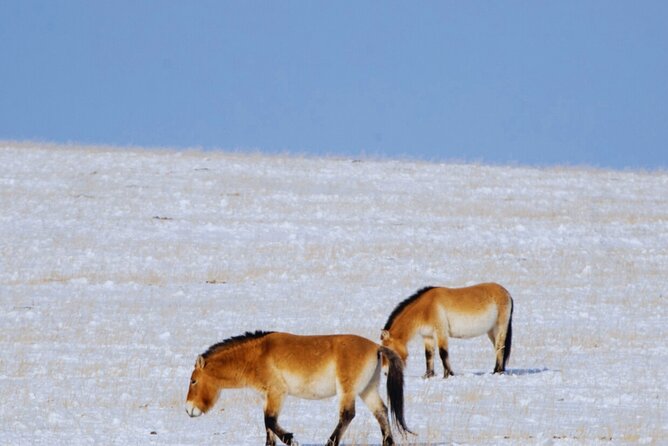 Private Day Tour in Hustai Nuruu National Park - Meeting a nomadic family for food and drink