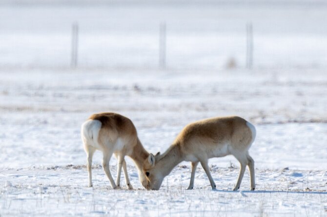 Private Day Tour in Hustai Nuruu National Park - The drive from Ulaanbaatar to open steppe