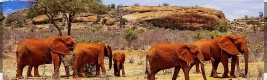 Private day tour to Tsavo East National Park - Tsavo East From the Kenyan Coast