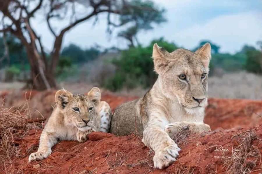 Private day tour to Tsavo East National Park - The Afternoon Drive and Exit From Tsavo East
