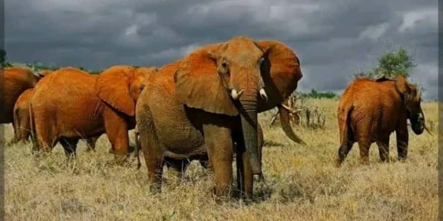 Private day tour to Tsavo East National Park - What the Private Format Really Gives You