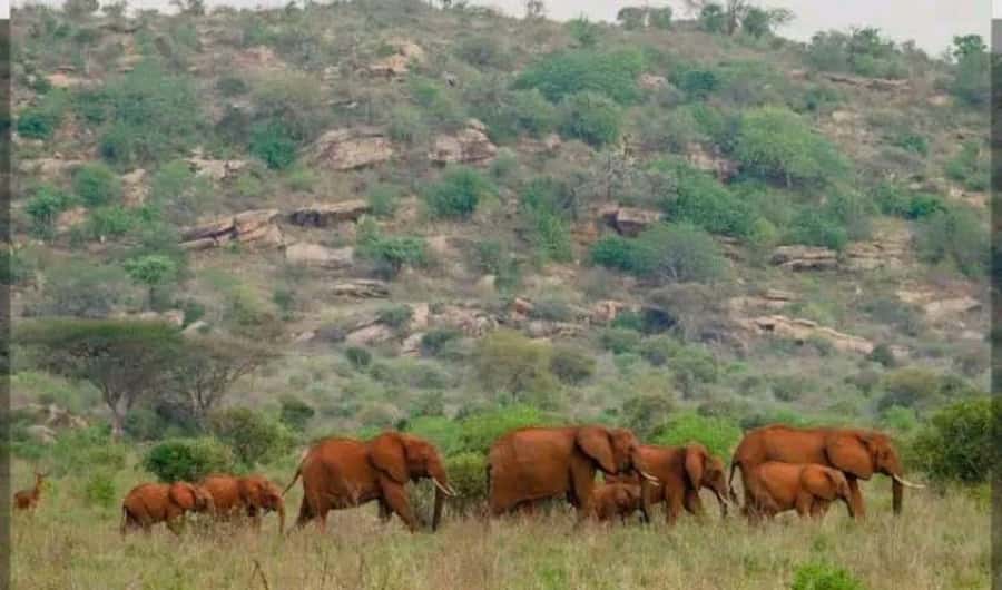 Private day tour to Tsavo East National Park - Who Will Enjoy This Safari Most?