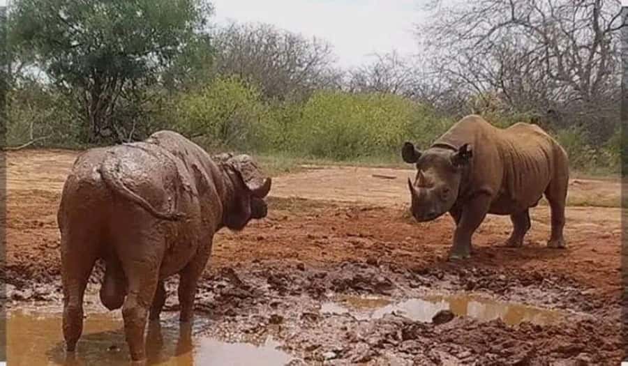 Private day tour to Tsavo East National Park - The 5:00 am Start and the Mombasa Road
