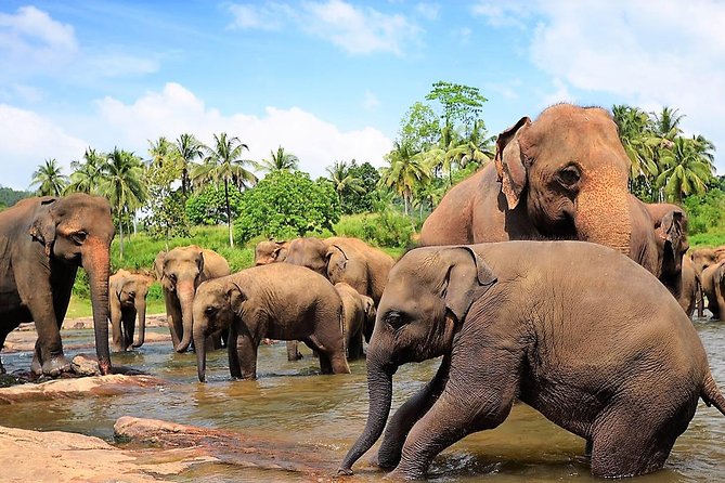 Private Day Trip to Sigiriya, cave and National park Safari Tour - The driver can make or break the experience