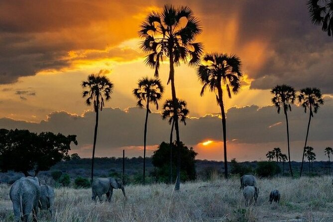 Private Full-Day Trip to Mikumi National Park from Dar es Salaam - The return drive begins around 4:00 PM