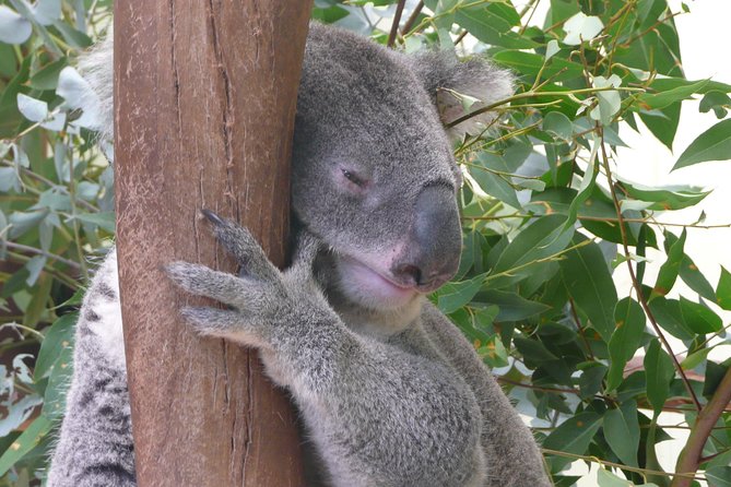Private Guided Tour from Sydney to Blue Mountains National Park - Leaving Sydney early for Featherdale Wildlife Park