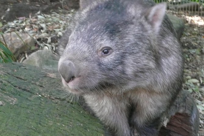 Private Guided Tour from Sydney to Blue Mountains National Park - Is $1,542.07 a fair price?