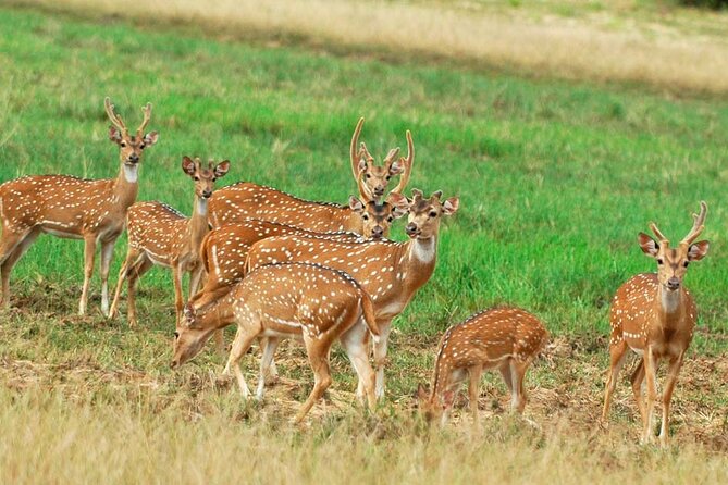 Private Jeep Safari at Minneriya National Park to Visit Elephants - Five things to know before you book