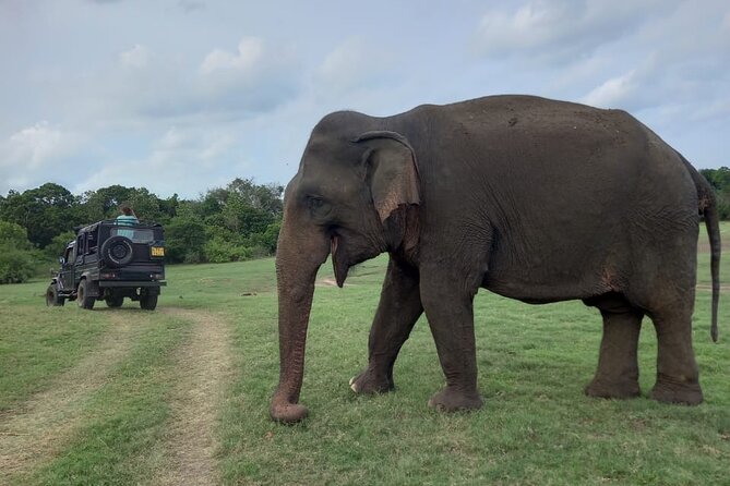 Private Jeep Safari at Minneriya National Park to Visit Elephants - Kaudulla and Hurulu can be smart alternatives