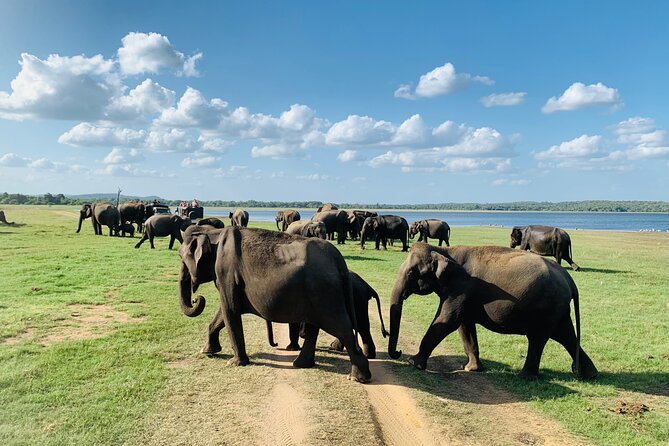 Private Jeep Safari at Minneriya National Park to Visit Elephants - What the private jeep is really worth