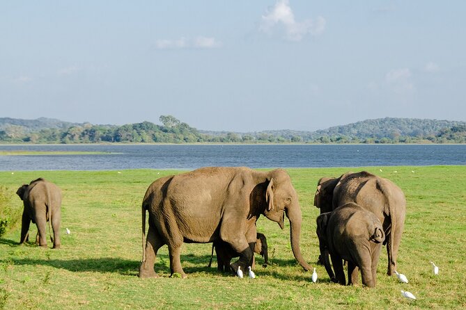 Private Jeep Safari at Minneriya National Park to Visit Elephants - The ethical side of getting close