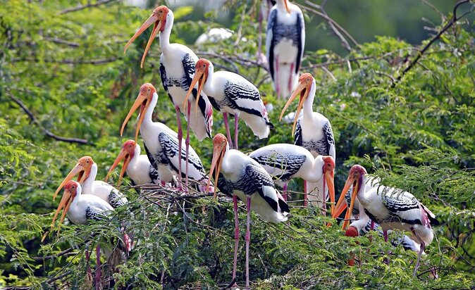 Private Keoladeo National Park Tour sightseeing - All Inclusive - Key points to know before booking