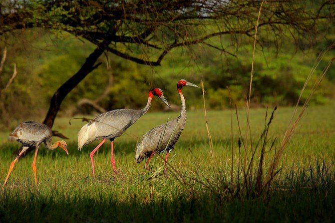 Private Keoladeo National Park Tour sightseeing - All Inclusive - What the $51.03 price gets you