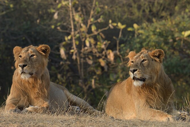 Private Lion Safari in the Gir National Park in Gujarat - Key points at a glance