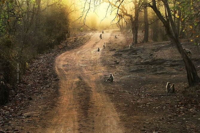 Private Lion Safari in the Gir National Park in Gujarat - Why Gir National Park matters