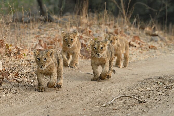Private Lion Safari in the Gir National Park in Gujarat - The conservation story behind the lions