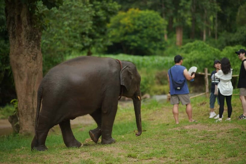 Private Sticky Waterfall & Floating Srilanna National Park - Timing, Transport, and Group Size