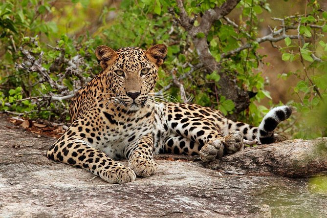 Private Trip to Sigiriya, Dambulla & safari from Colombo/ Negombo - Why this day trip is useful from Colombo