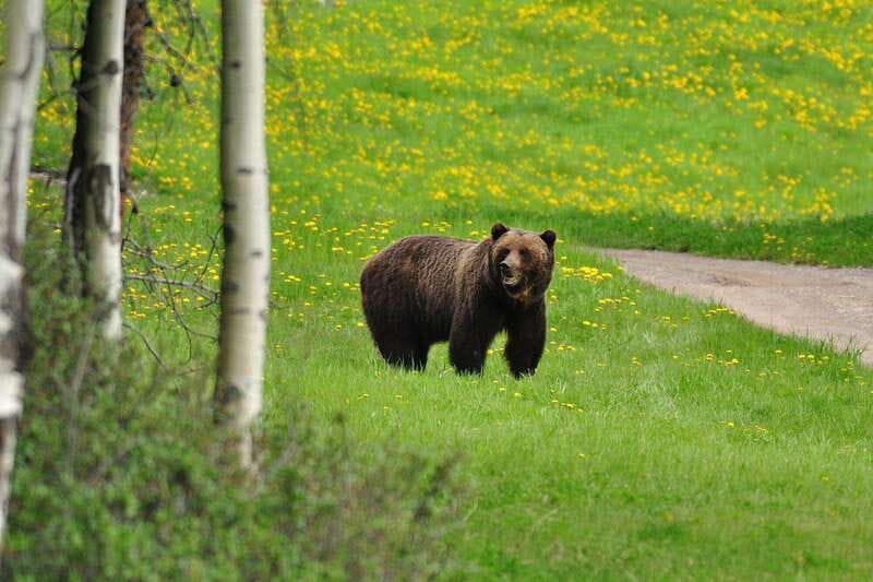PRIVATE Wilderness and Wildlife Walking Tour - 3hrs - Reaching quieter Canadian Rockies trails
