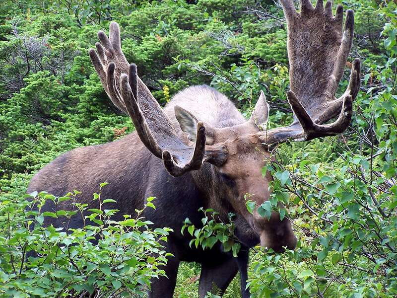 PRIVATE Wilderness and Wildlife Walking Tour - 3hrs - Wildlife sightings, with realistic expectations