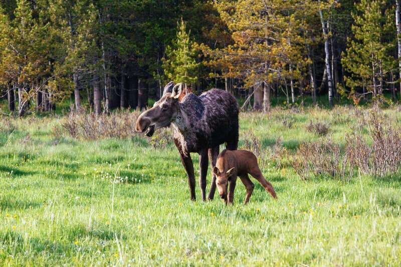 PRIVATE Wilderness and Wildlife Walking Tour - 3hrs - A family-friendly outing, with limits