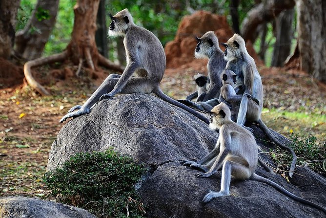 Private Yala Safari Day Trip & Exclusive Beach BBQ Dinner - Wine, fire, and the four-course BBQ