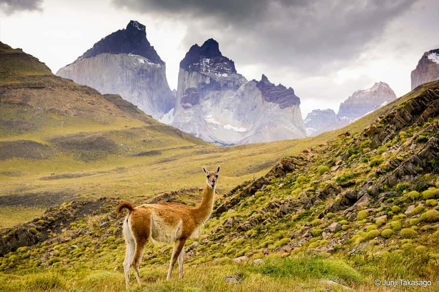 Puerto Natales: Full day tour Torres del Paine National Park - Grey Lake and the walk toward the glacier