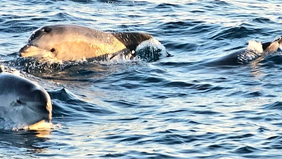 Pula: Brijuni National Park Dolphin Watching Tour w/Dinner - Brijuni National Park from the water
