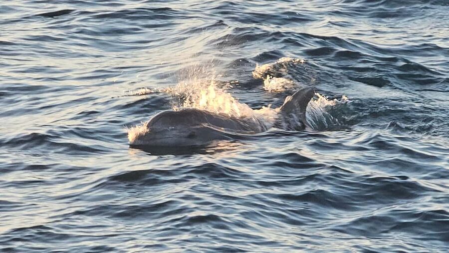 Pula: Brijuni National Park Dolphin Watching Tour w/Dinner - Sunset, Pula lights, and the return trip