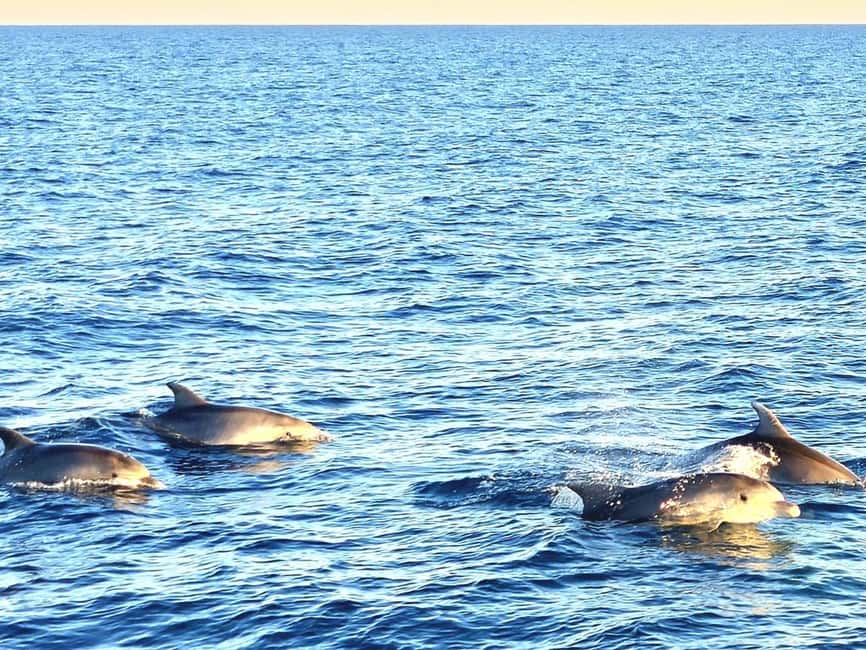 Pula: Brijuni National Park Dolphin Watching Tour w/Dinner - Is $62 a good value?