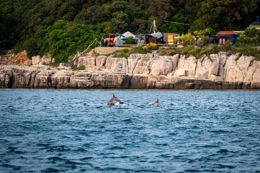 Pula: Brijuni National Park Sunset, Dolphins & Dinner Cruise - What this Pula evening cruise is really like