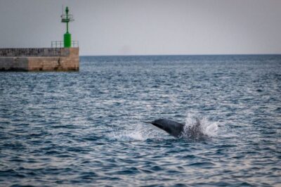 Pula: Brijuni National Park Sunset, Dolphins & Dinner Cruise