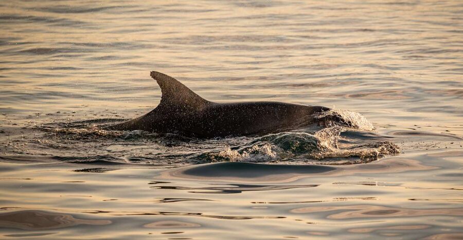 Pula: Brijuni National Park Sunset, Dolphins & Dinner Cruise - Who should book this cruise?