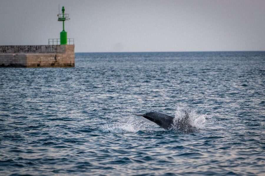 Pula: Brijuni National Park Sunset, Dolphins & Dinner Cruise - Leaving Pula harbor beside Austro-Hungarian history