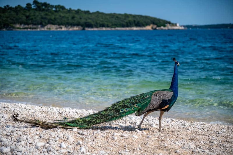 Pula: National Park Brijuni, 2 swimming stops, lunch, drinks - Two hours on St. Jerolim