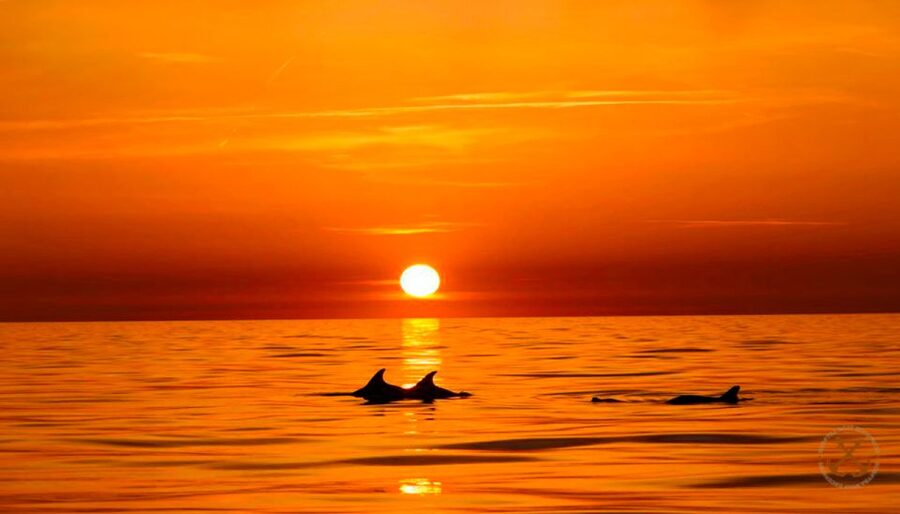 Pula: National Park Brijuni Dolphin Cruise with Dinner - Key points to know before you book