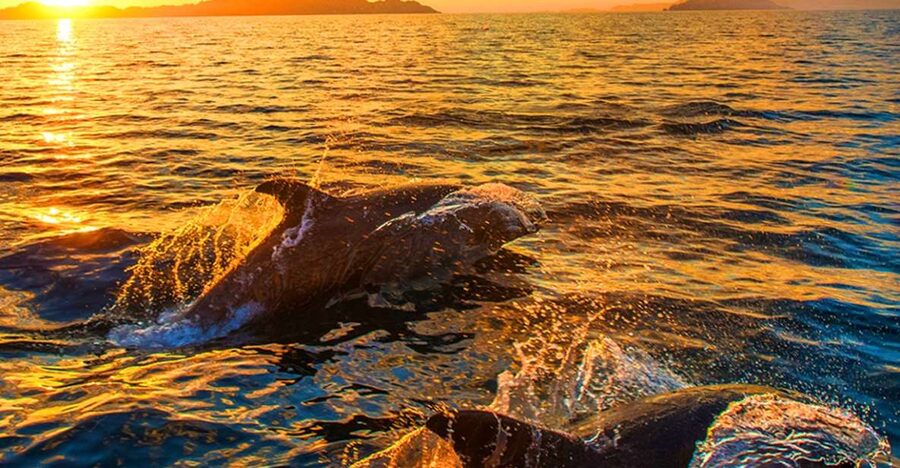 Pula: National Park Brijuni Dolphin Cruise with Dinner - Setting sail from Pula toward Brijuni